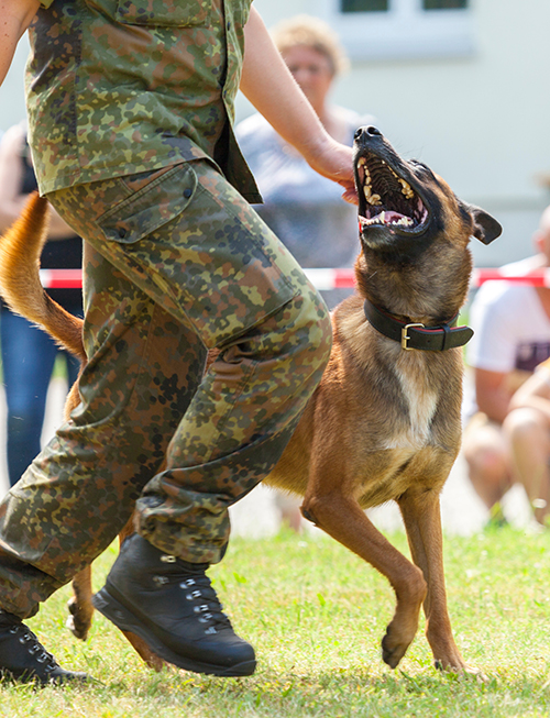 Veteran with Service Dog